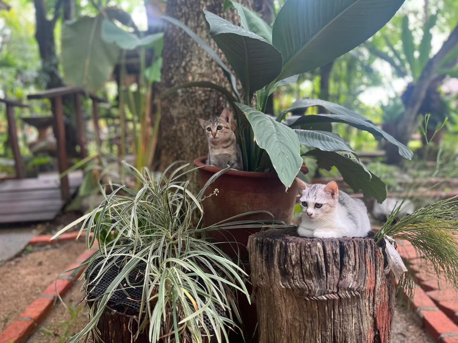 Tongluang Inthanon Homestay โต้งหลวงอินทนนท์โฮมสเตย์ Chom Thong Bagian luar foto